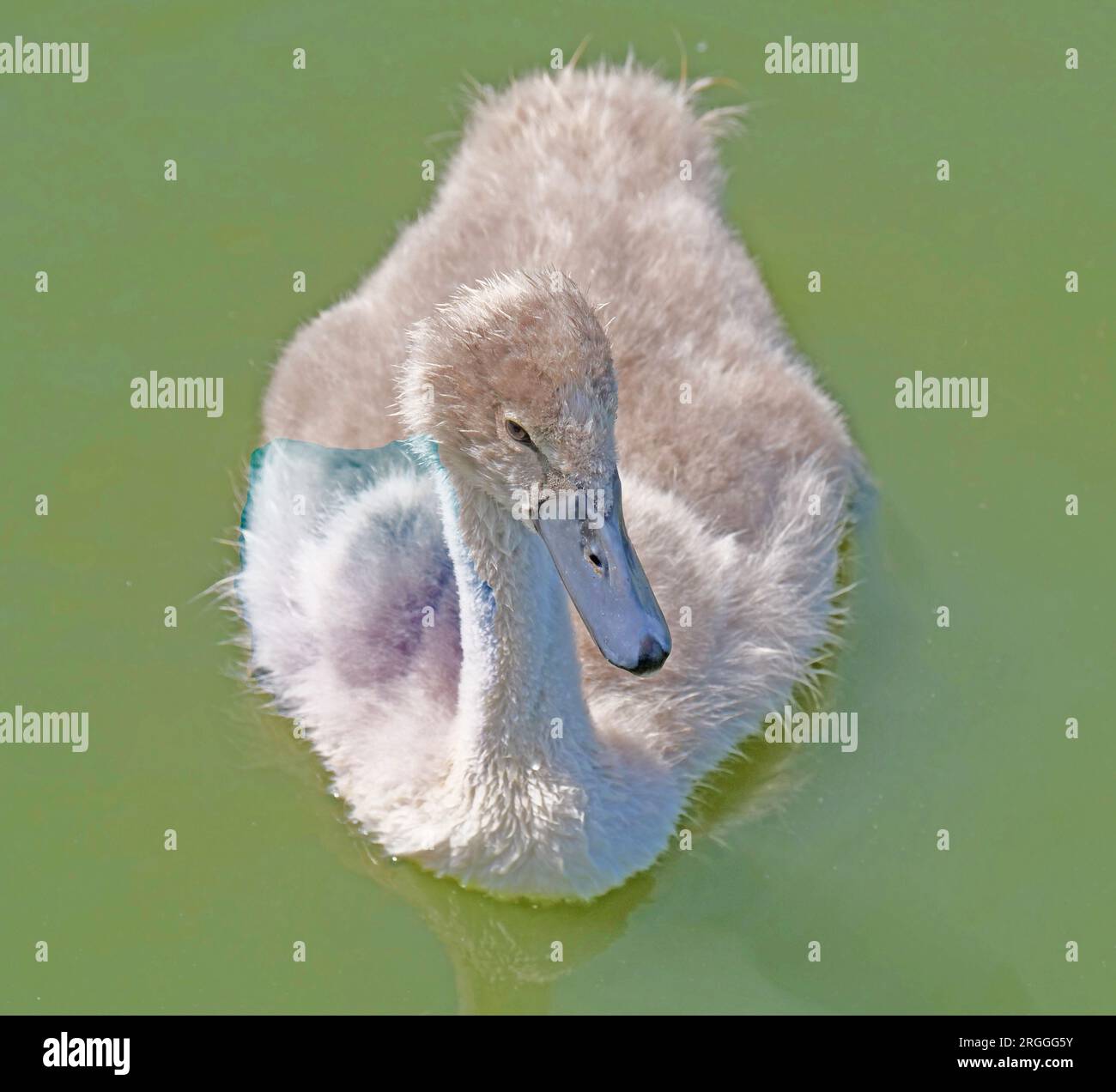Signet head on paddling Stock Photo