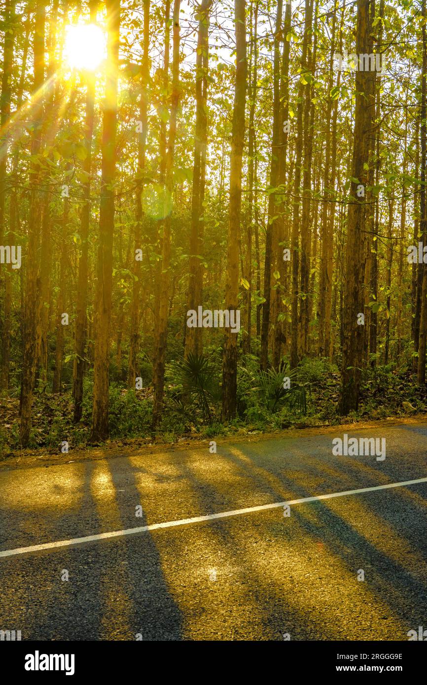 A line of withered trees adorns the roadside in Kemlagi, Mojokerto ...