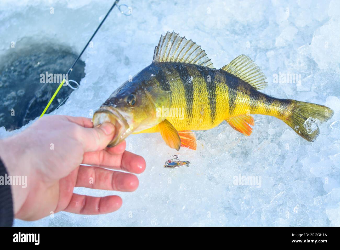Catching yellow perch on ice frozen. lake, ice fishing, hobbies selective  focus background image Stock Photo - Alamy