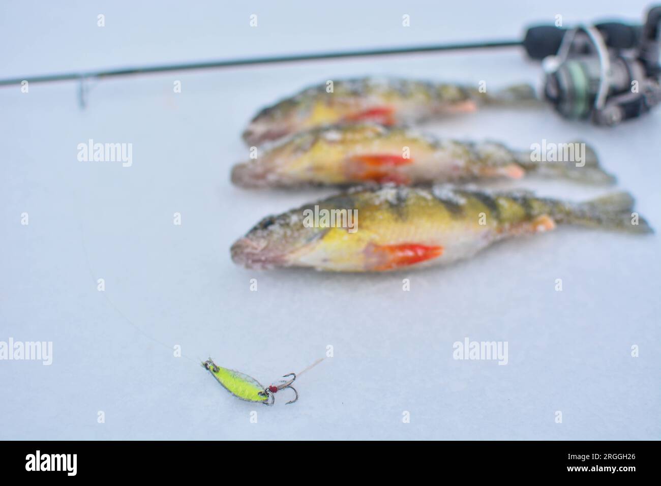 Perch fishing hi-res stock photography and images - Alamy