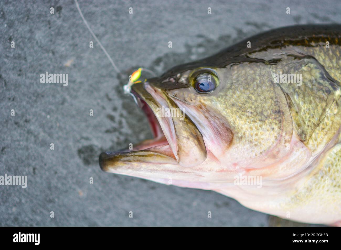 Largemouth bass caught on ice fishing trip, winter activities natural background, catching fish Stock Photo