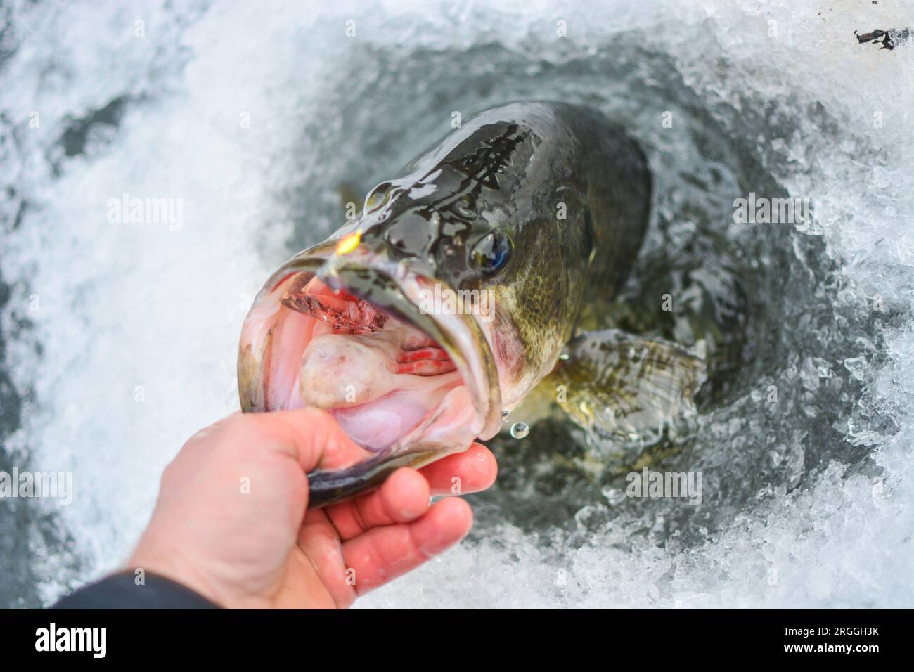 Largemouth bass caught on ice fishing trip, winter activities natural background, catching fish Stock Photo