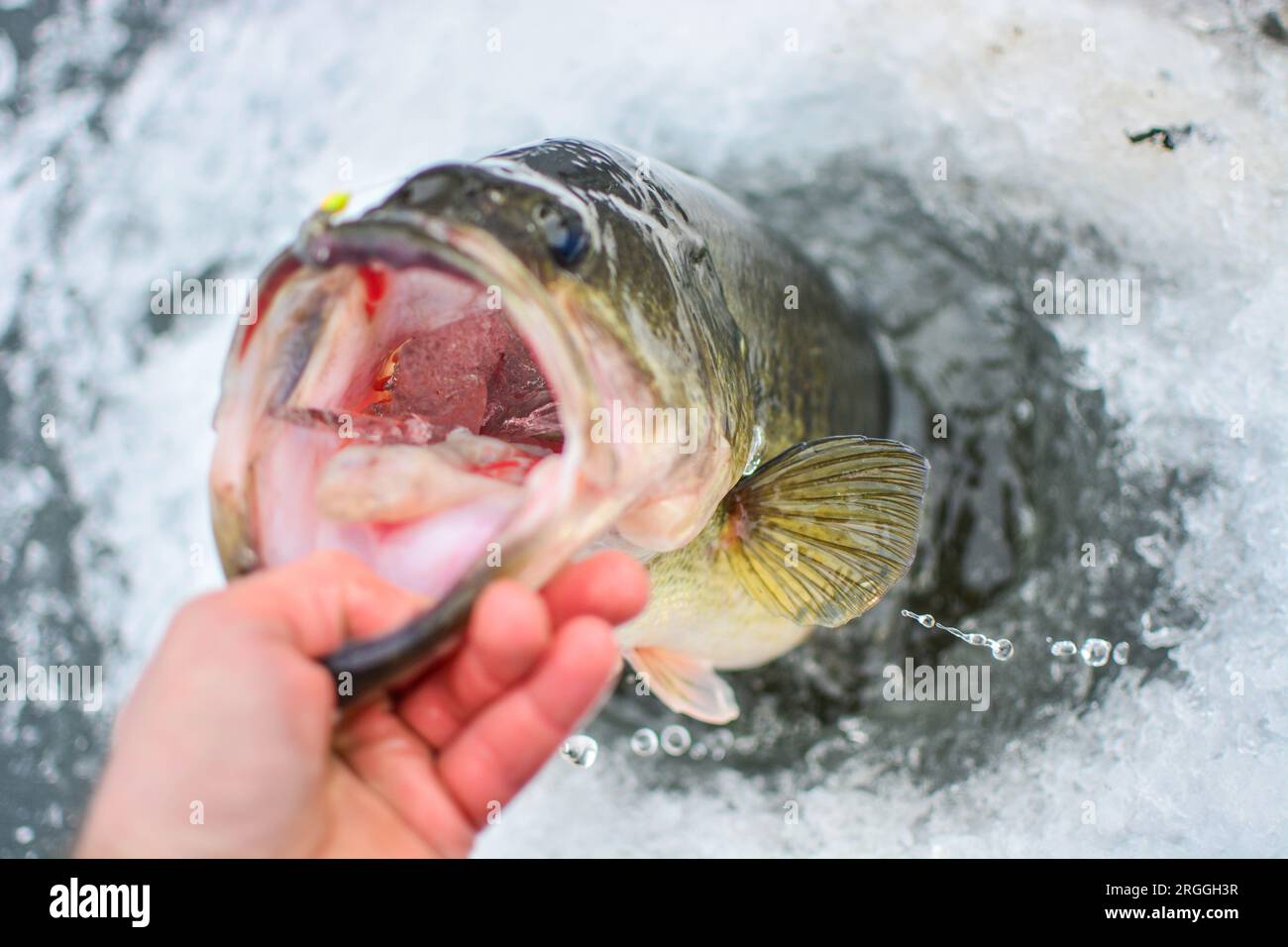 Bass lure hi-res stock photography and images - Page 16 - Alamy