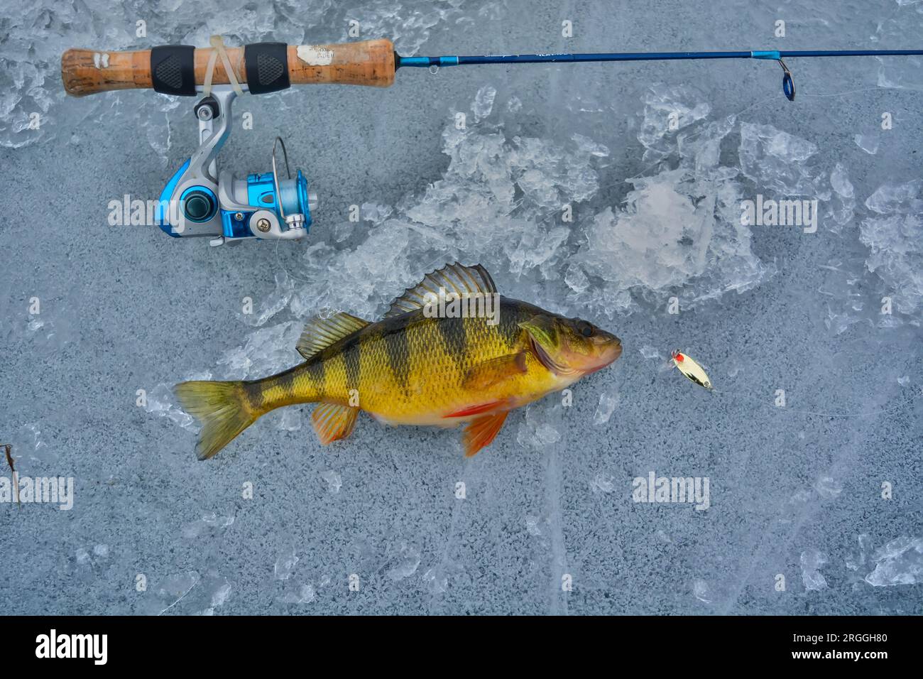 Fresh water perch hi-res stock photography and images - Page 13 - Alamy