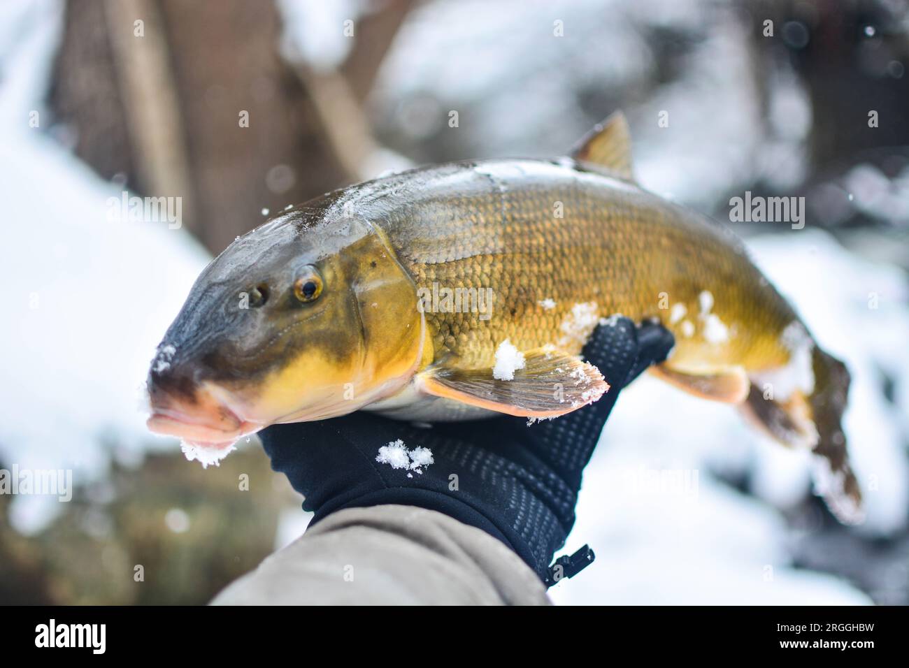 Fish on snow hi-res stock photography and images - Alamy