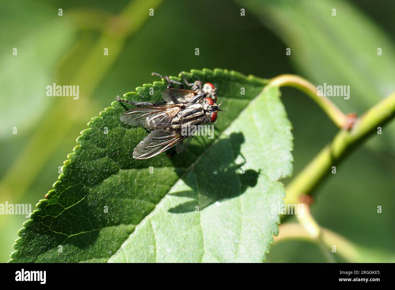 common flesh fly, Graue Fleischfliege, mouche grise de la viande, Sarcophaga carnaria, közönséges húslégy, Budapest, Hungary, Magyarország, Europe Stock Photo