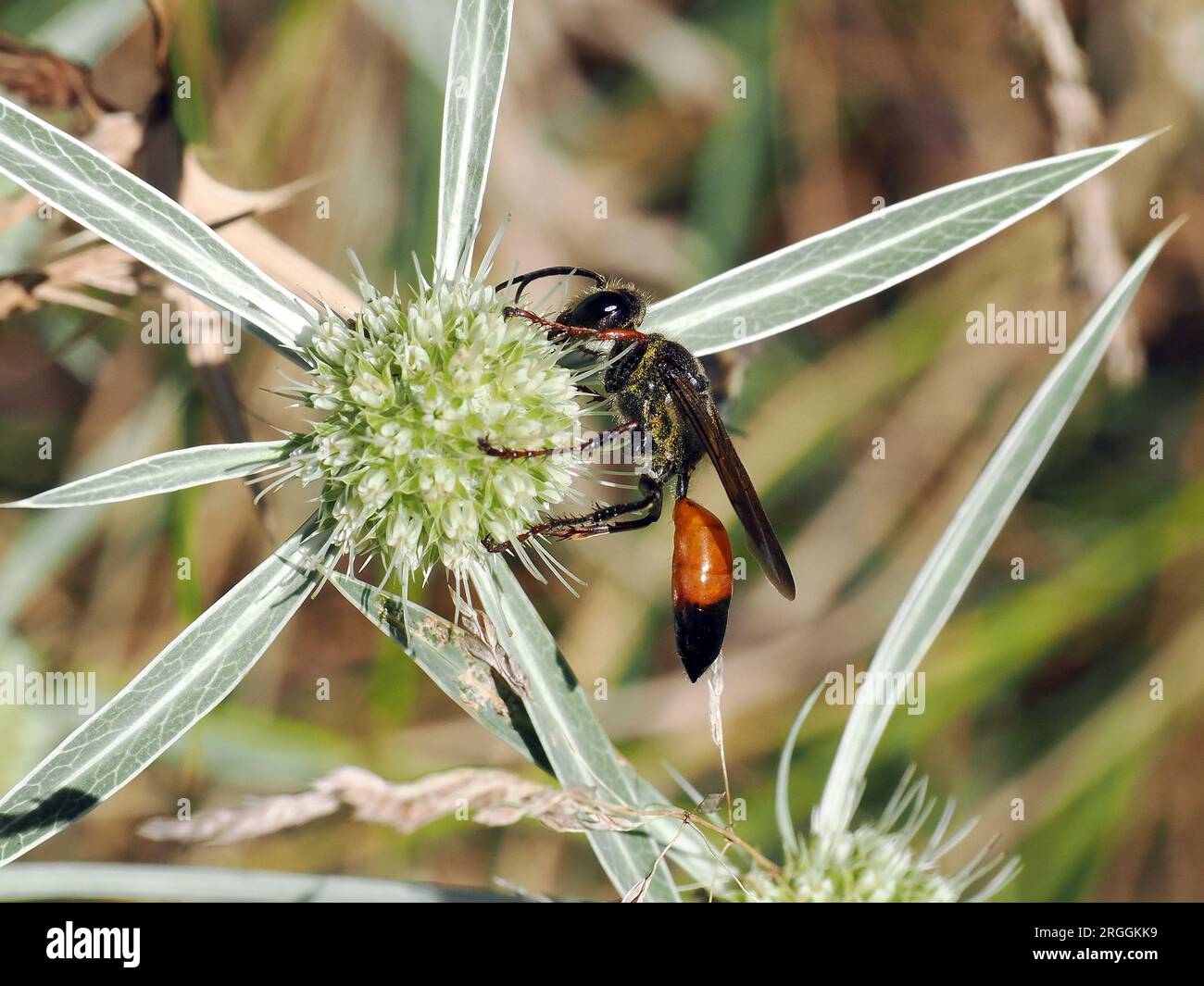 golden digger wasp, Sphex funerarius, nagy szöcskeölődarázs, Budapest, Hungary, Magyarország, Europe Stock Photo