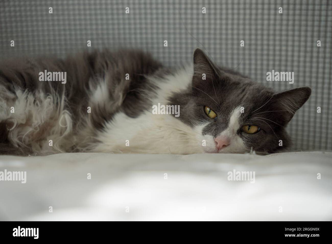 A grey and white cat laying comfortably Stock Photo - Alamy