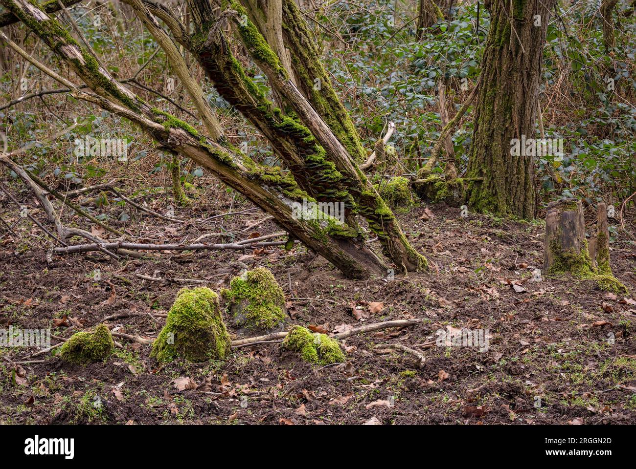 A bush overgrown with mushrooms and moss in winter in forest with many leaves on the ground, Germany Stock Photo