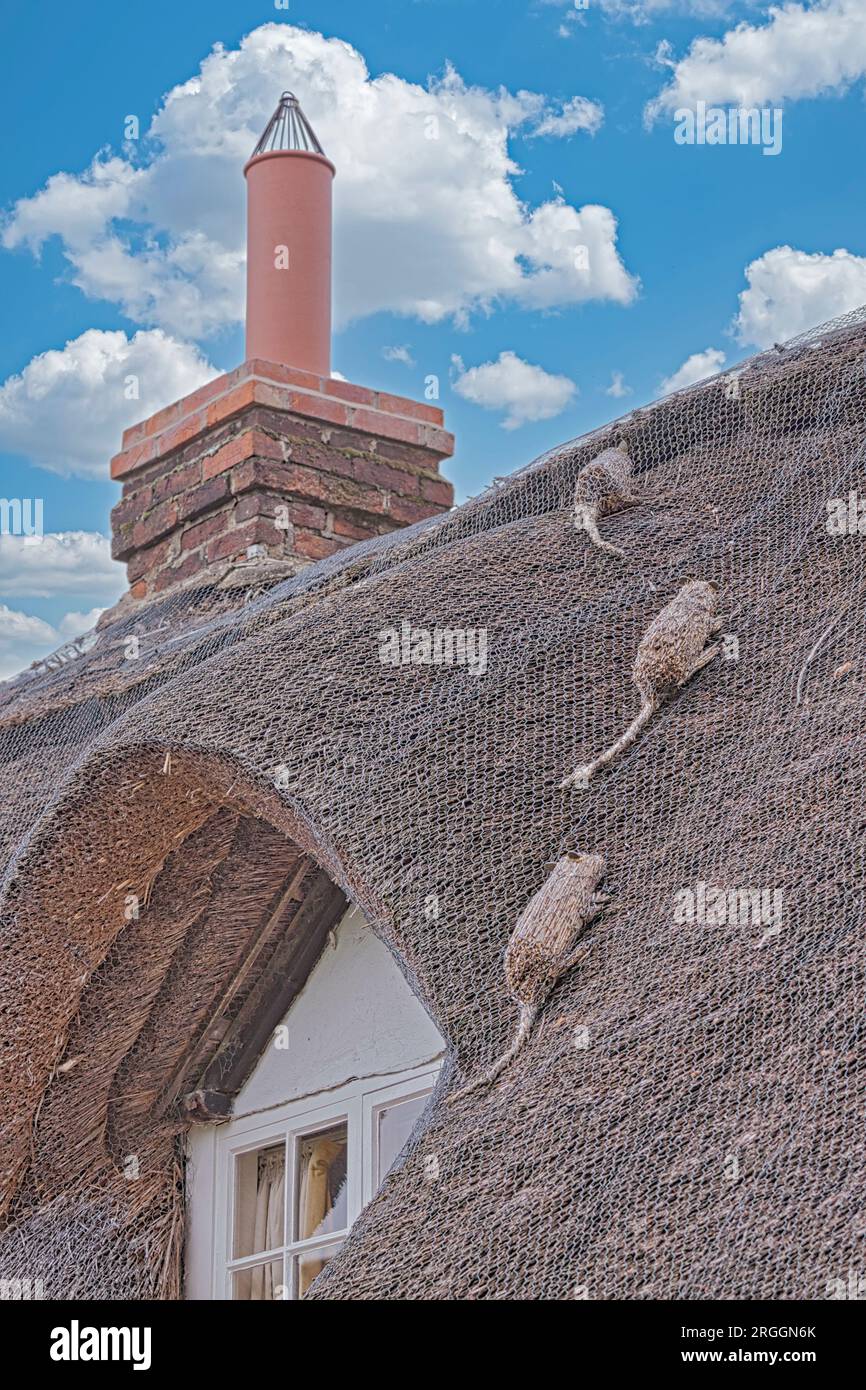 Rats On The Roof, Thatched Cottage, Blewbury, Oxfordshire Stock Photo ...