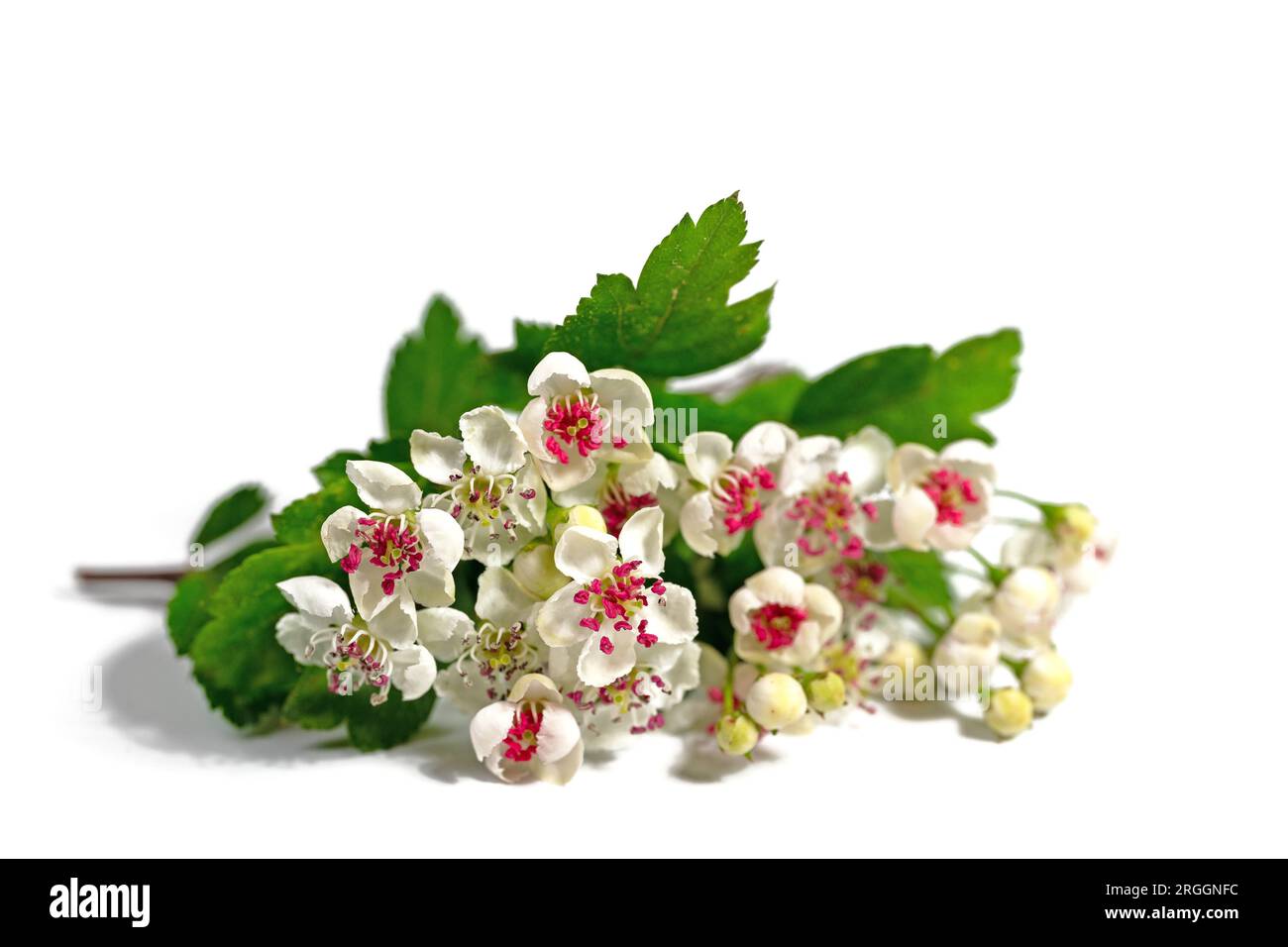 Flowering hawthorn against white background Stock Photo