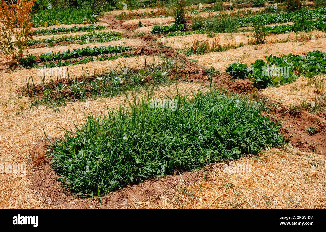 detail of a vegetable garden in Spain, on a summer day Stock Photo