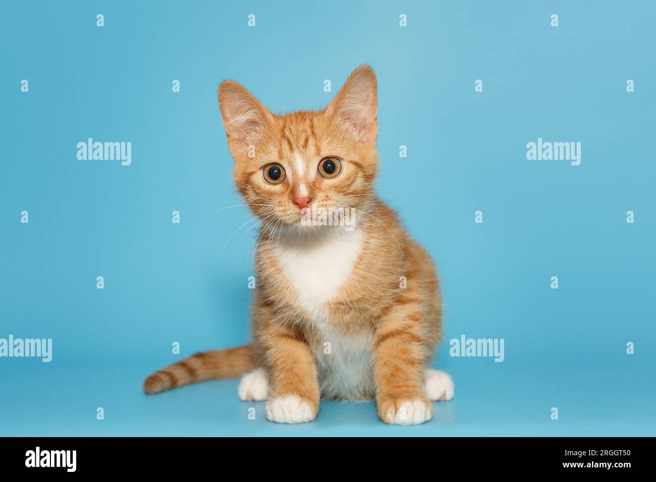 Small and curious red kitten stares intently, on a blue background Stock Photo