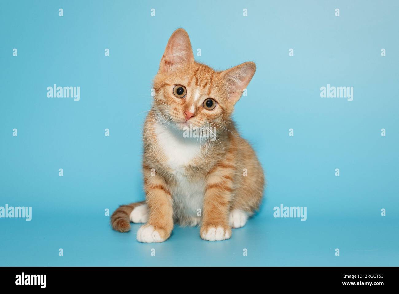 Small and curious red kitten stares intently, on a blue background Stock Photo