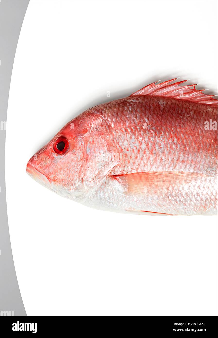 Red fish on white background Stock Photo