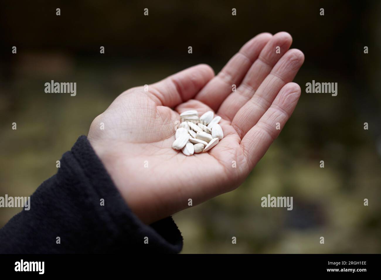 Hand holding seeds Stock Photo