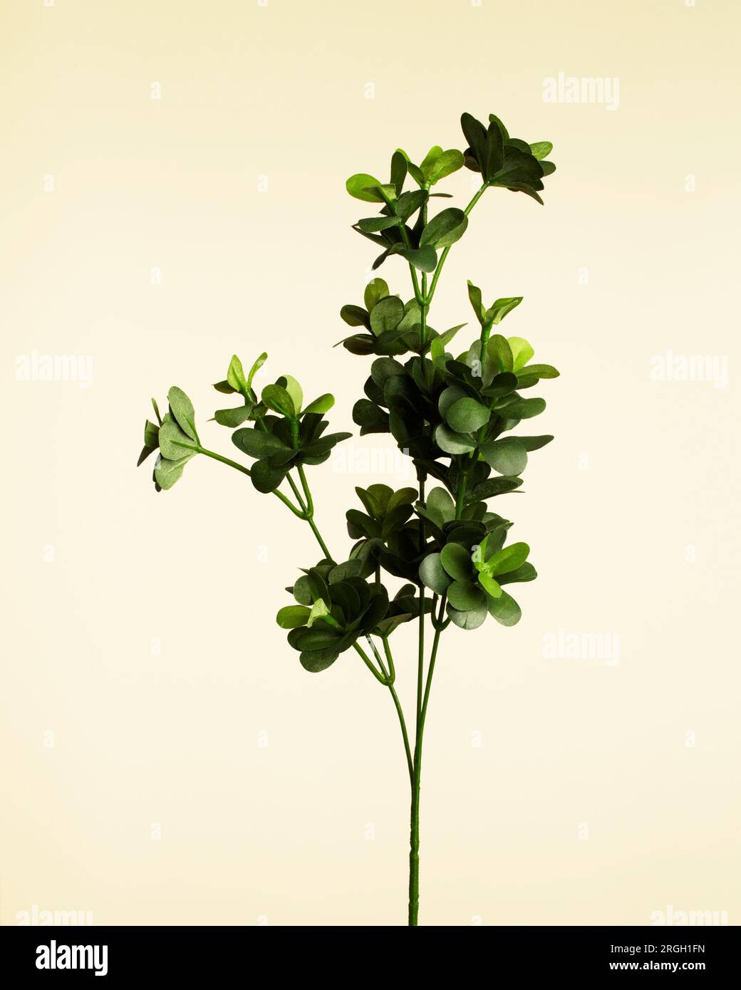 Twig Rgh Leaves 1 hi-res stock photography and images - Alamy