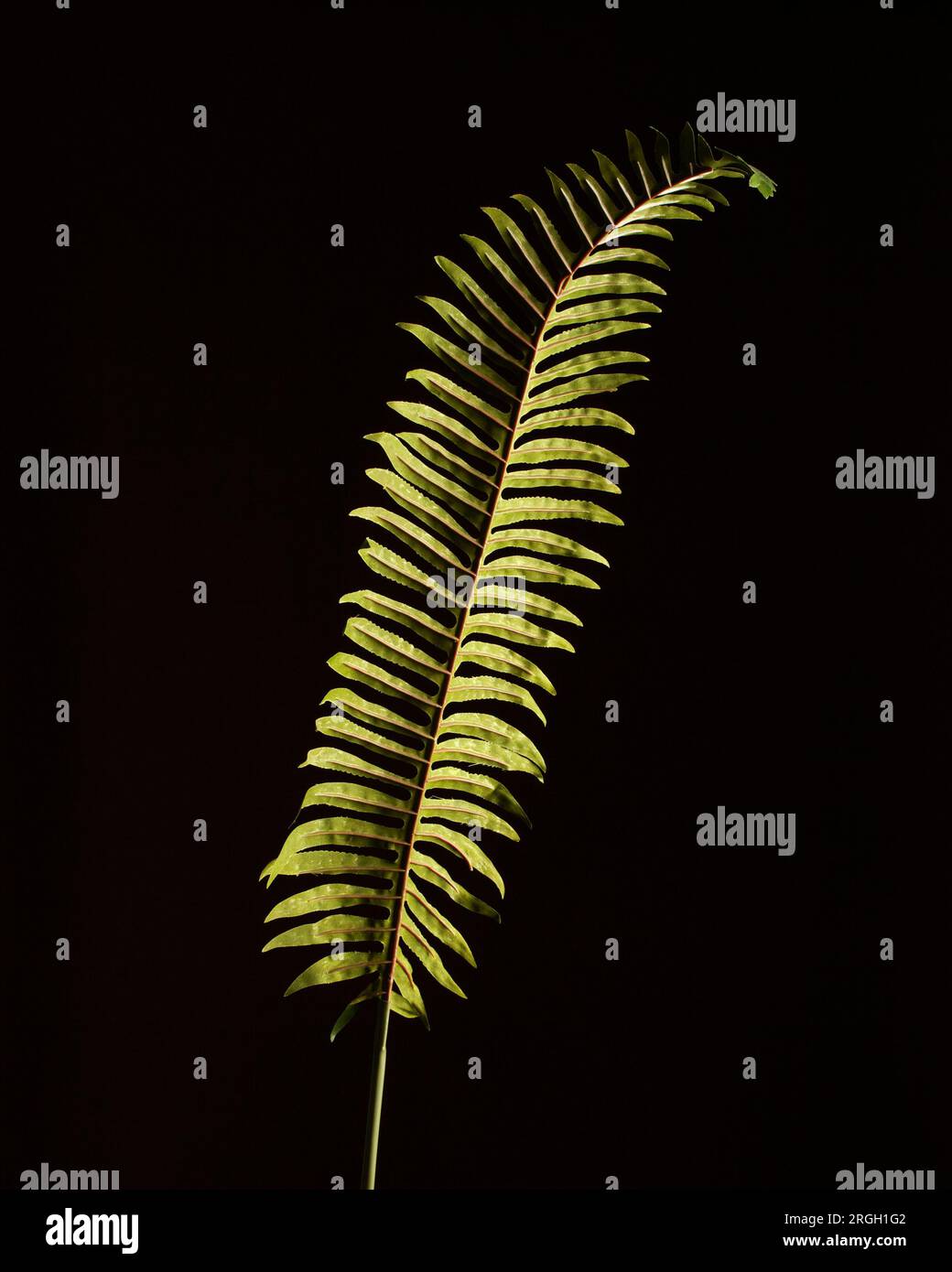 Vertical shot fern leaf hi-res stock photography and images - Alamy