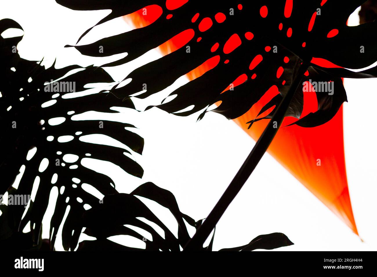 Silhouette Of Palm Fronds Stock Photo Alamy silhouette-of-palm-fronds-stock-photo-alamy