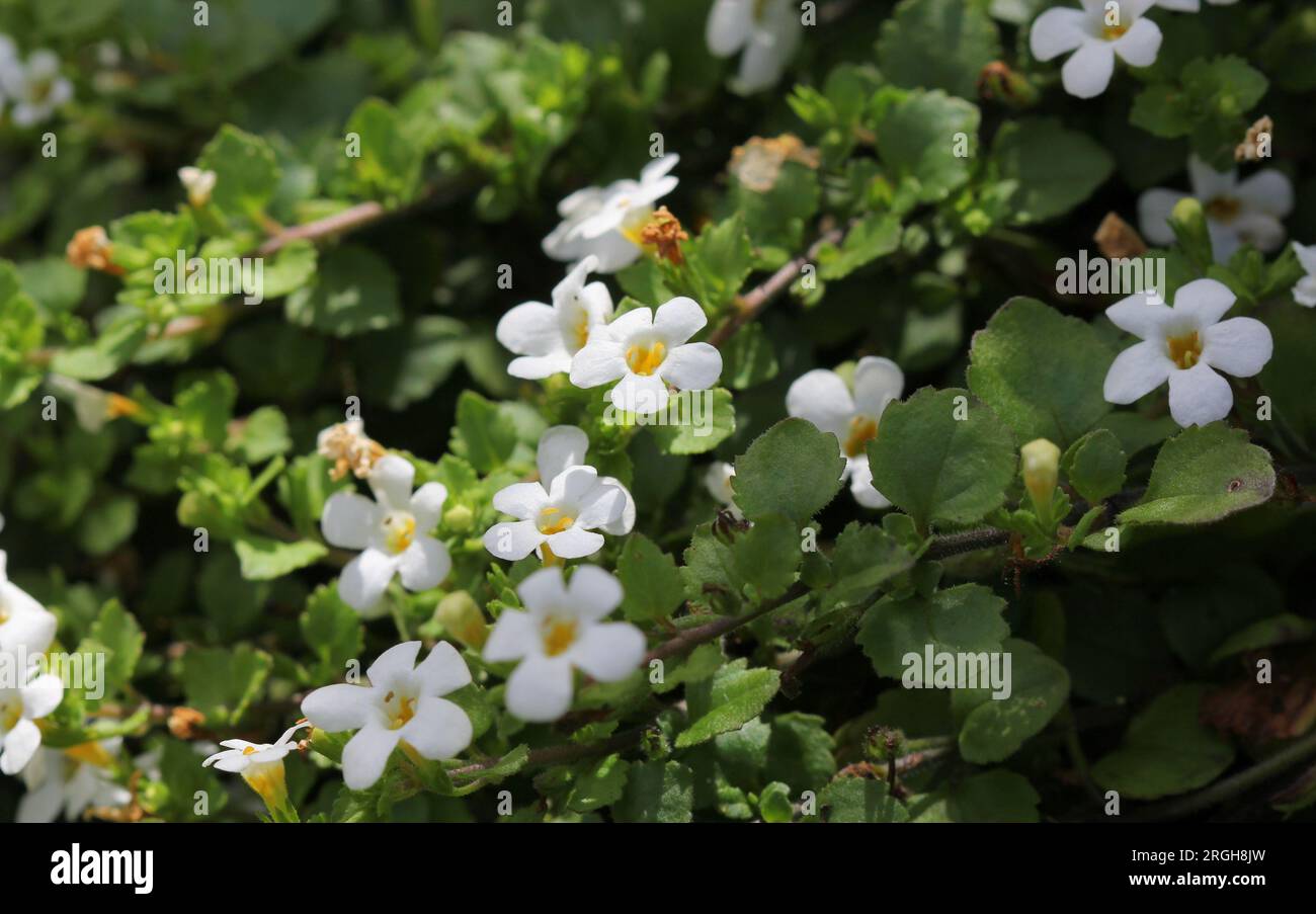 The white flowers of Bacopa, Sutera cordata Stock Photo