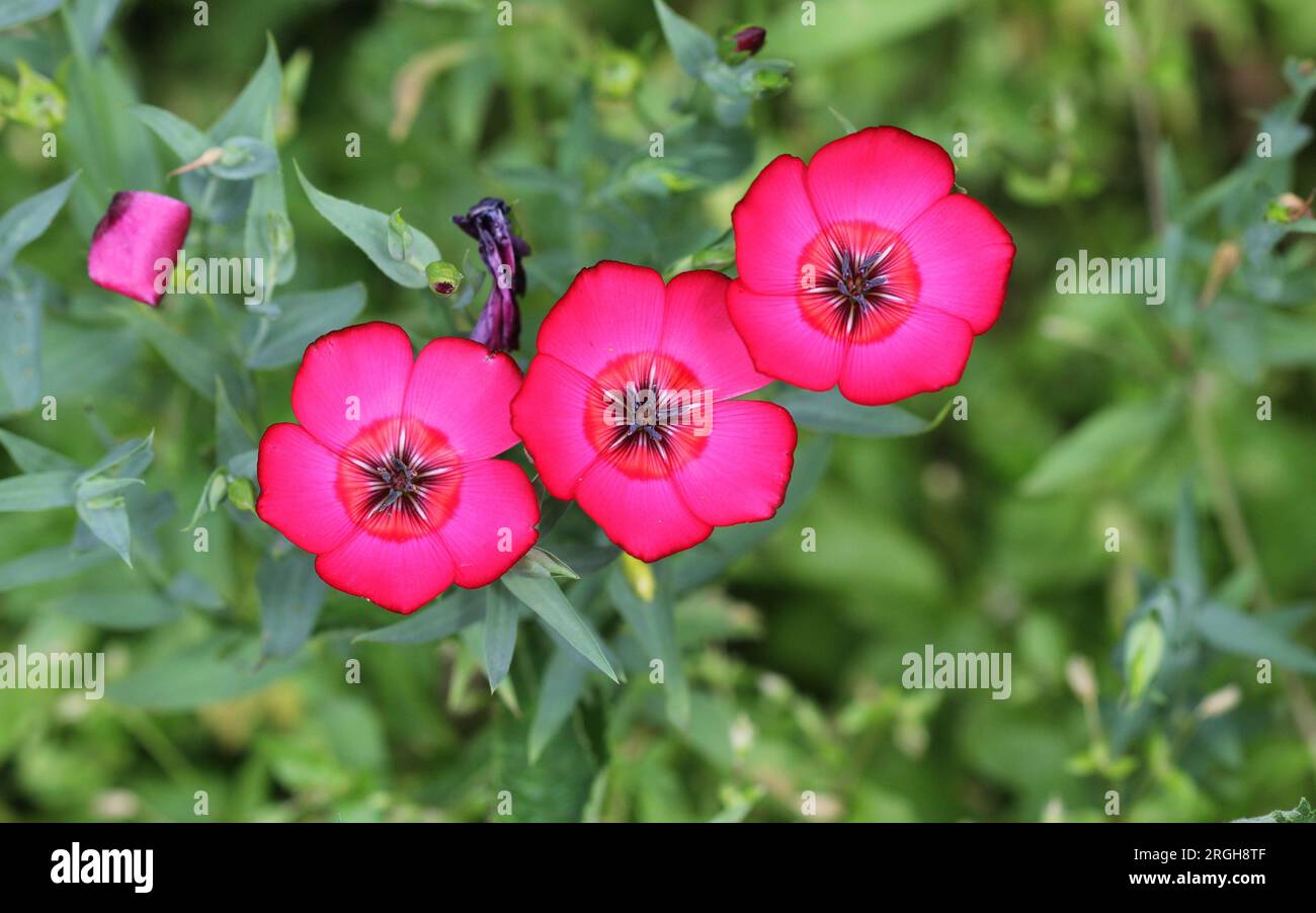 The striking flowers of Linum Grandiflorum Rubrum Scarlet Flax Stock Photo