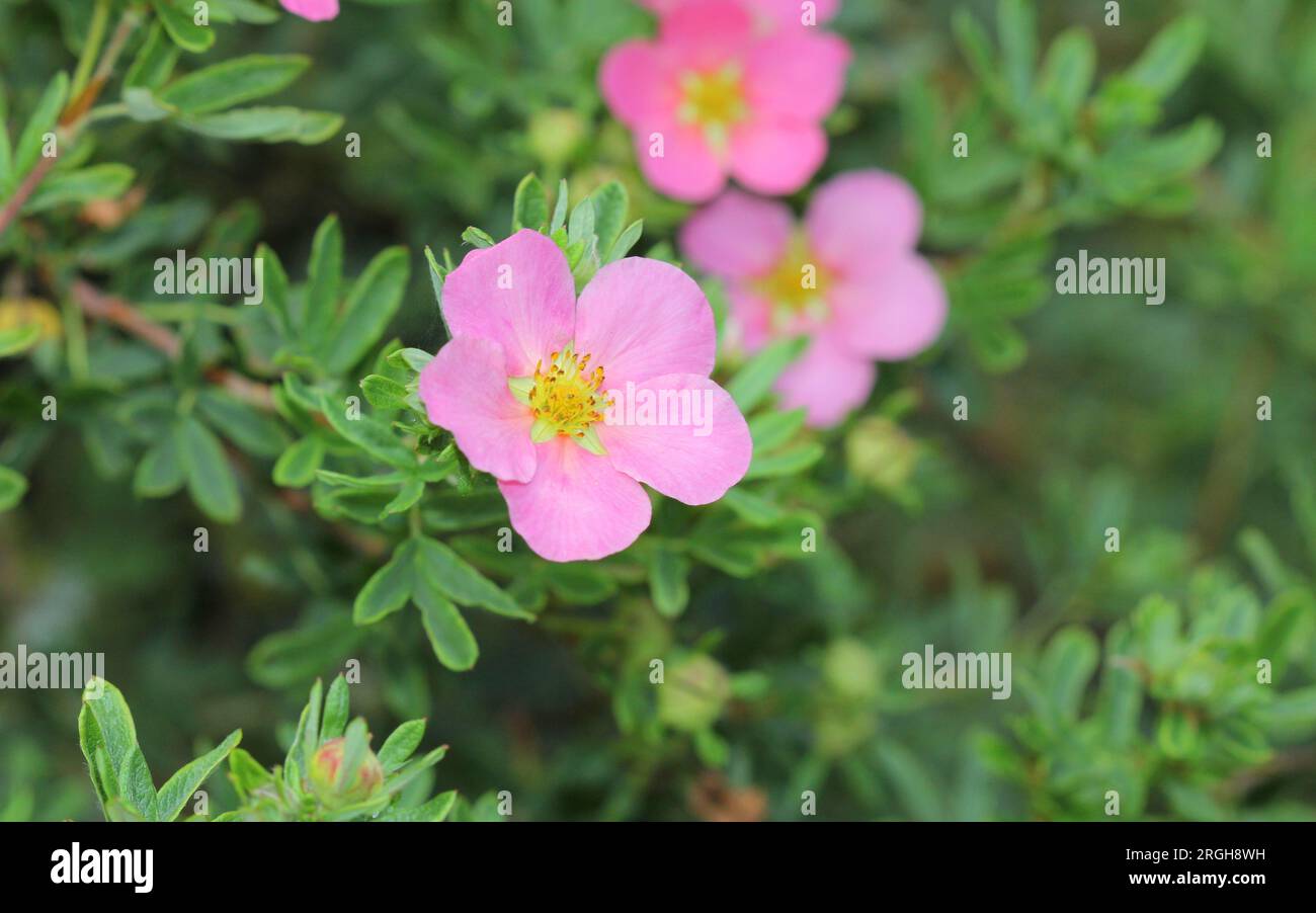 A close up of the flowers of Potentilla Stock Photo