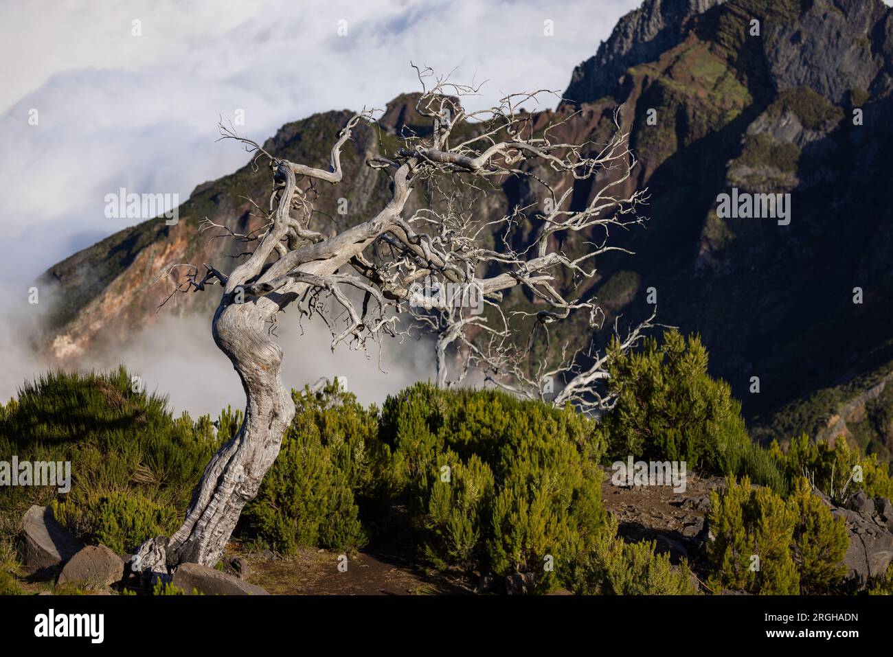 Dead trees madeira hires stock photography and images Alamy
