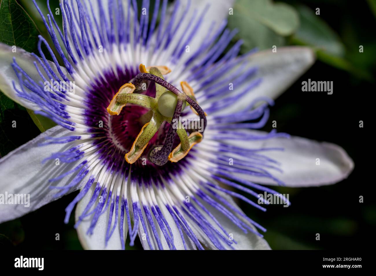 Close-up of passion flower. Passiflora caerulea blooming. Blue passionflower. Bluecrown passionflower. One common passion flower. Stock Photo