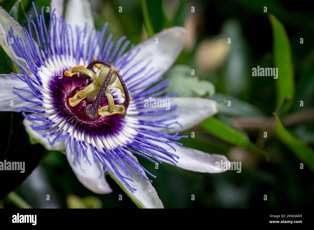 Close-up of passion flower. Passiflora caerulea blooming. Blue passionflower. Bluecrown passionflower. One common passion flower. Stock Photo