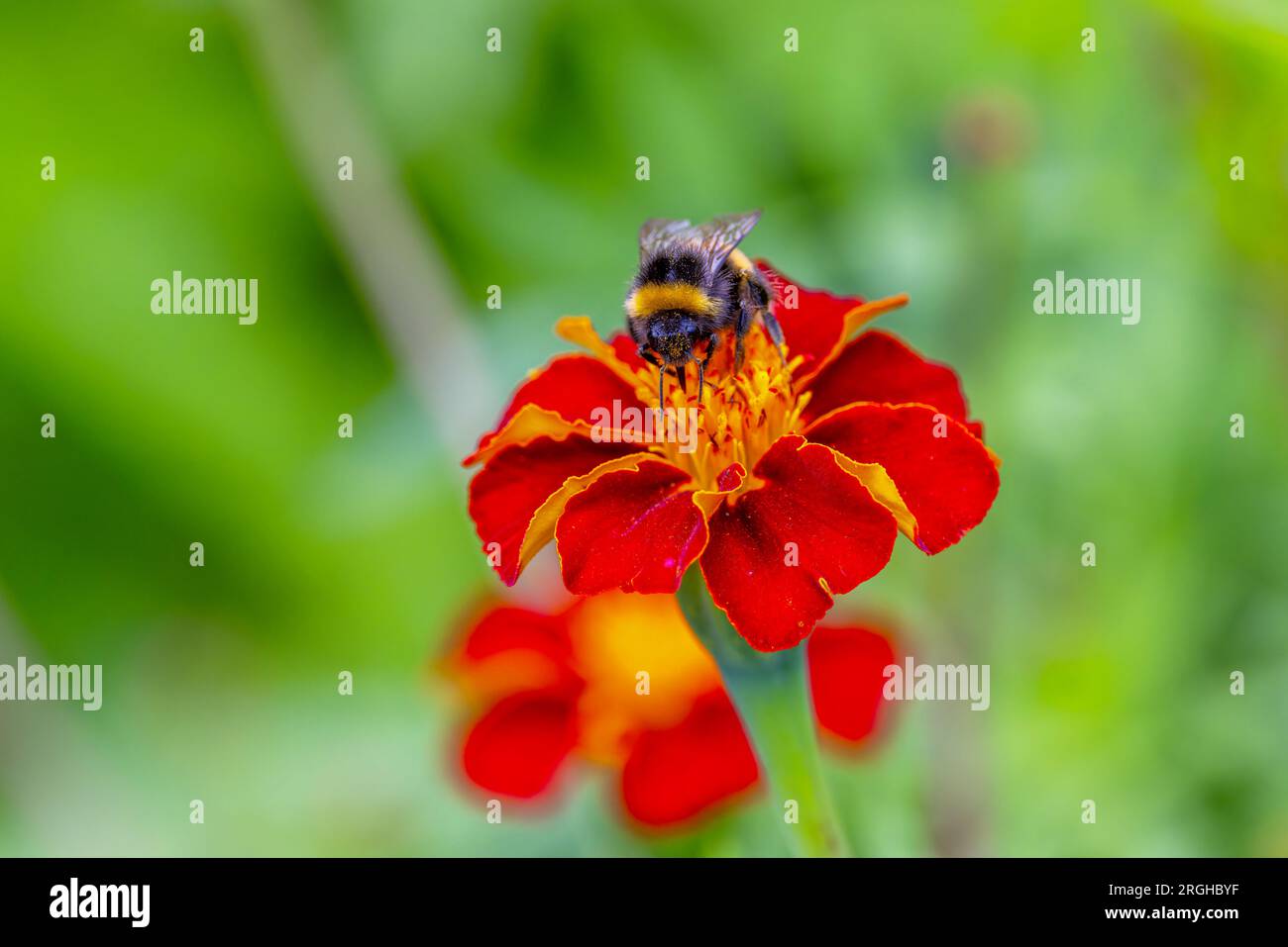 Bumblebee feeds on nectar from red Marigold flower during summer pollination. Insect covered with yellow pollen grains. Wicklow, Ireland Stock Photo