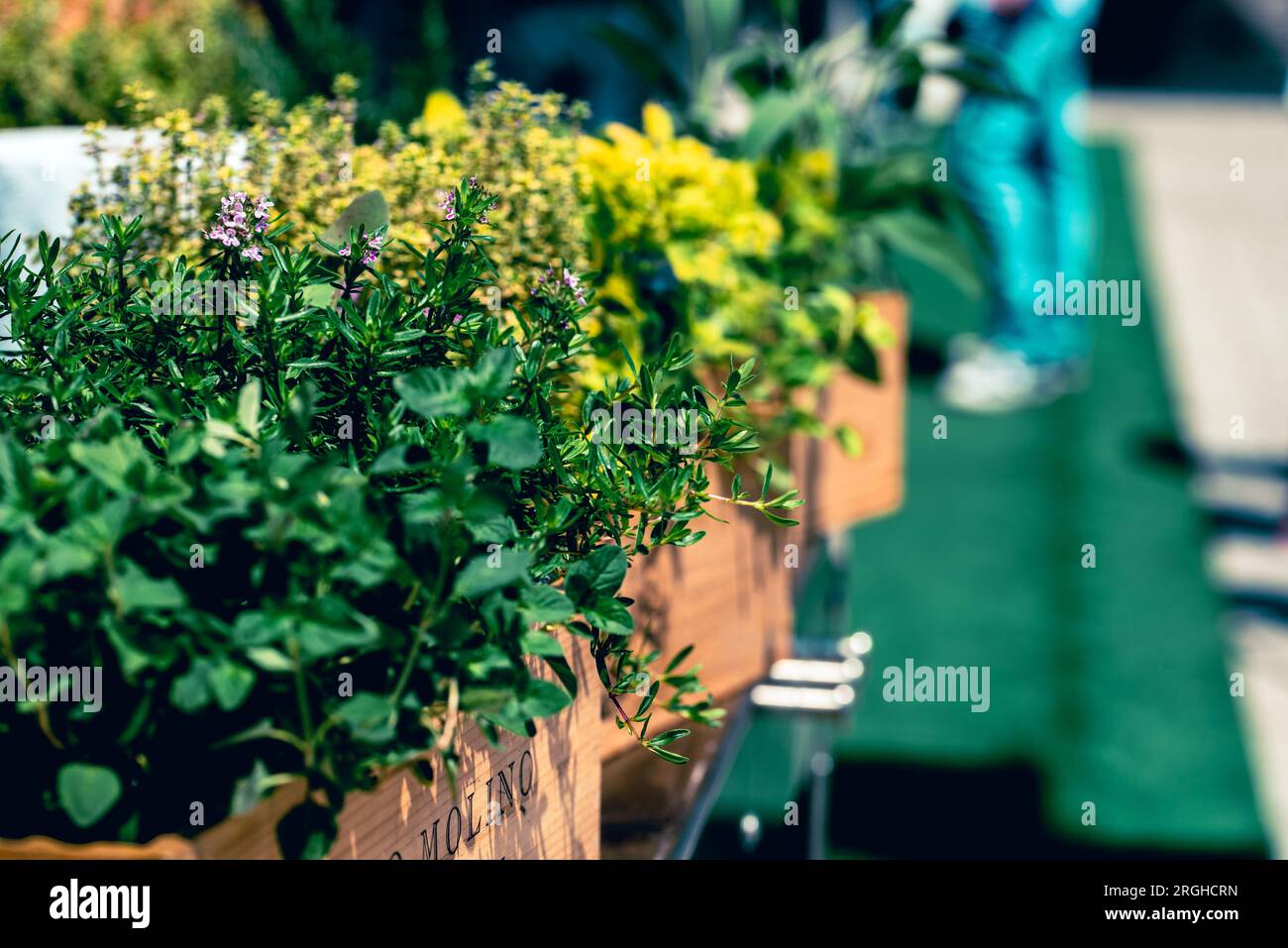 gardening, plants and organic concept - green herbs and flowers in wooden box in restaurant Stock Photo