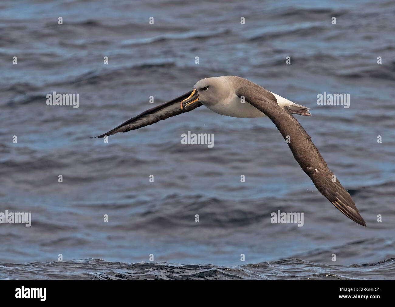 Grey Headed Albatross Stock Photo