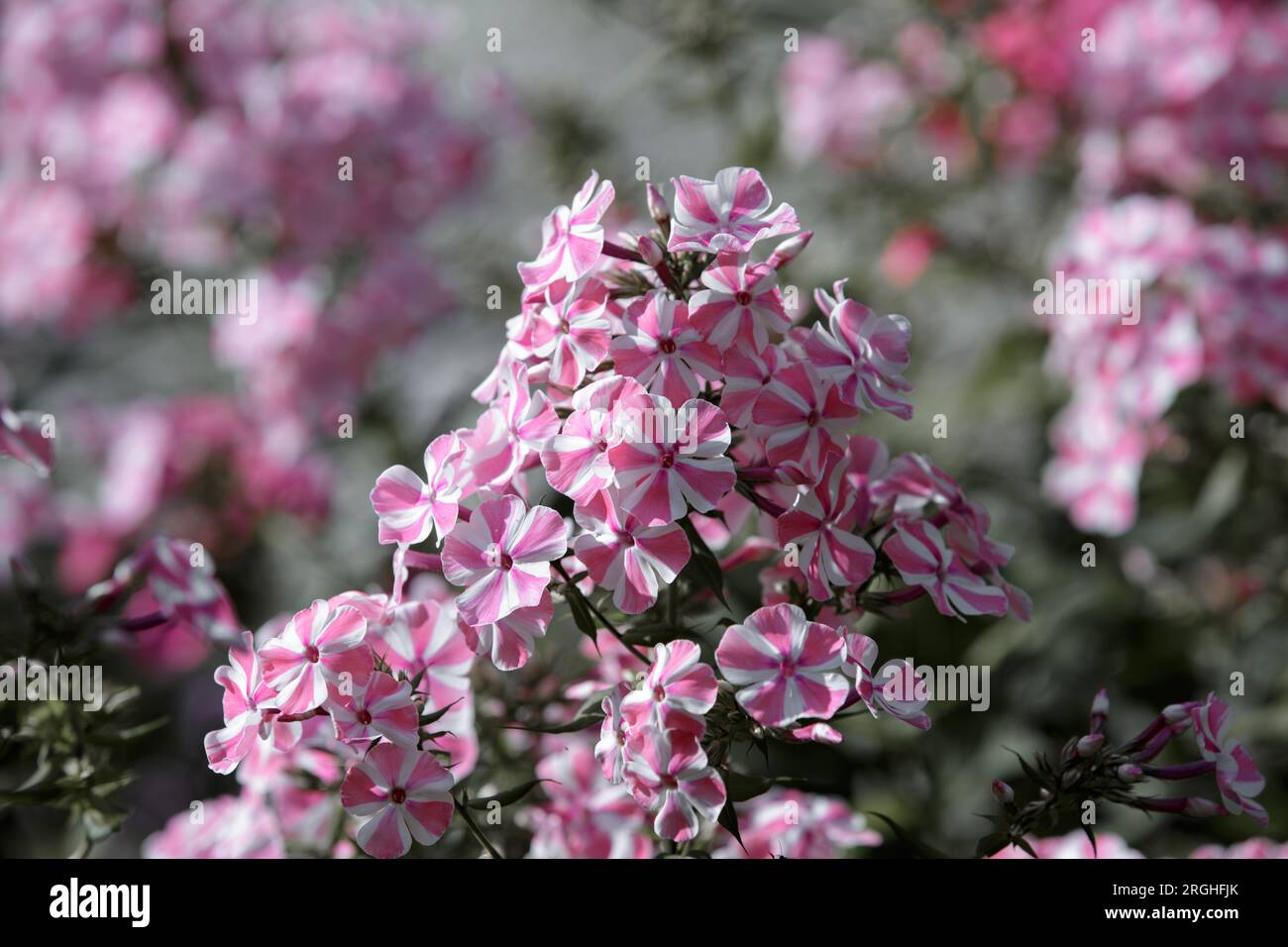 Flowers of phlox paniculata, plant close-up. Beautiful pink phlox flowers in the summer garden Stock Photo