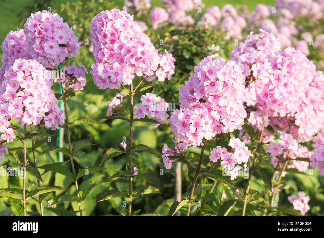 Beautiful pink phlox blooms in summer in the park. A sunny summer day. Outdoor. Floral background. Stock Photo