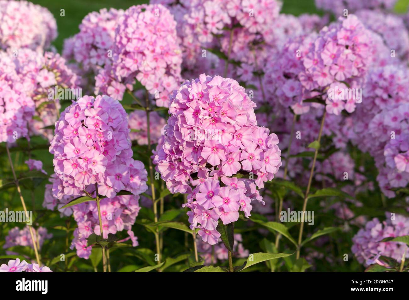 Beautiful pink phlox blooms in summer in the park. A sunny summer day. Outdoor. Floral background. Stock Photo