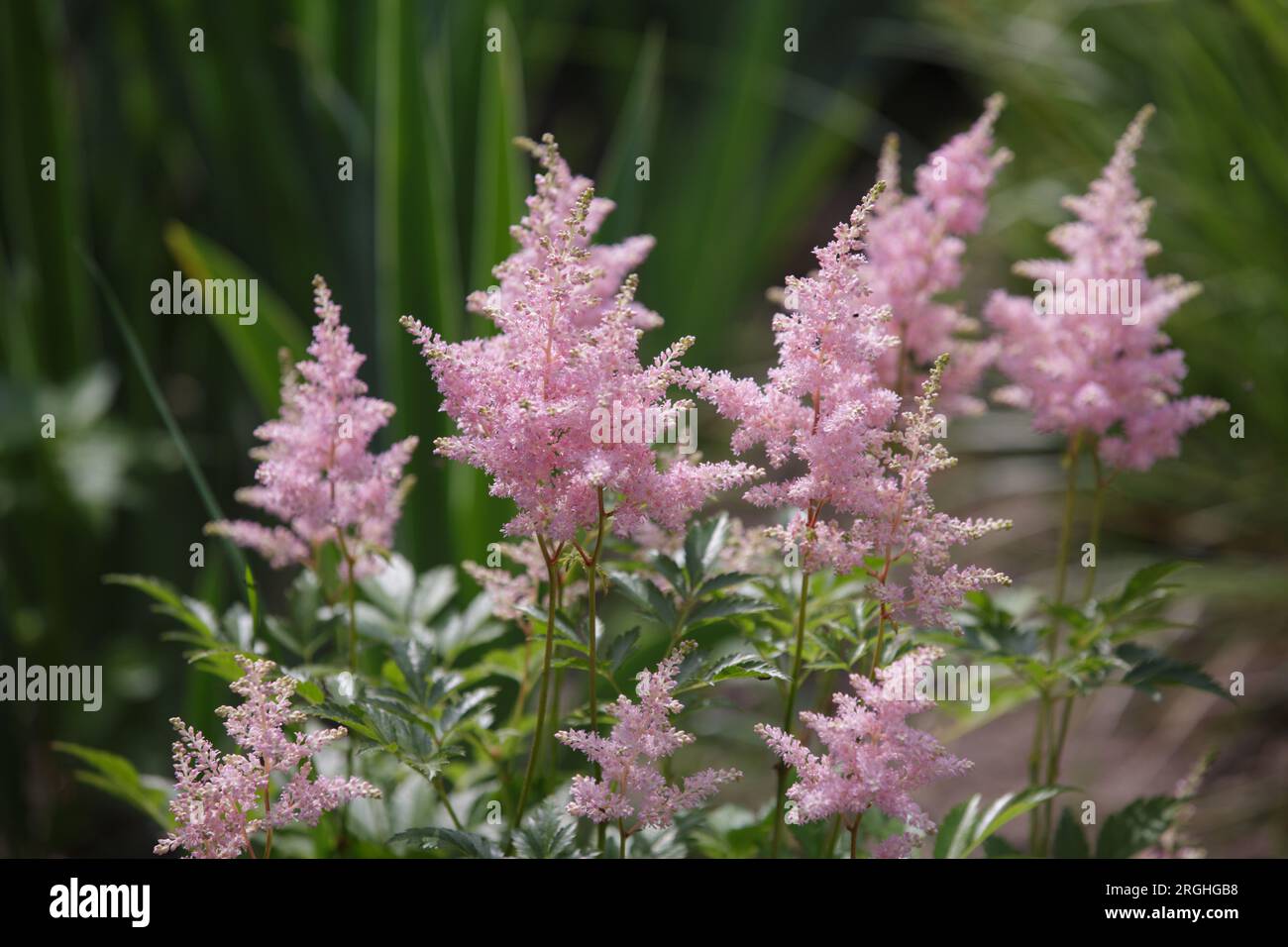 Astilbe or false goat's beard and false spirea. Pink flower astilbe  blooms in summer in the garden. Delicate fluffy inflorescences, selective focus Stock Photo