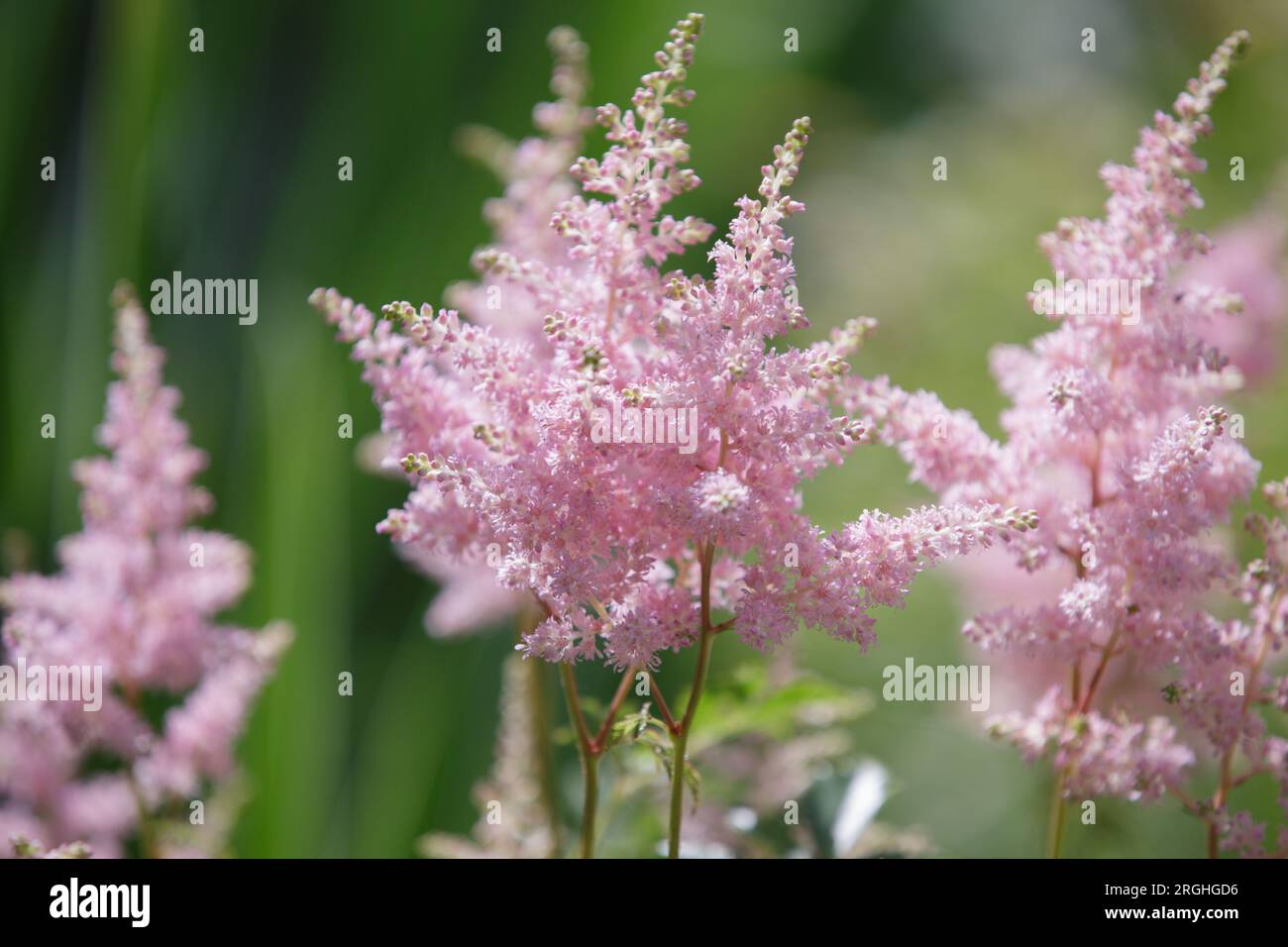 Astilbe or false goat's beard and false spirea. Delicate fluffy inflorescences, selective focus. Pink flower astilbe  blooms in summer in the garden Stock Photo
