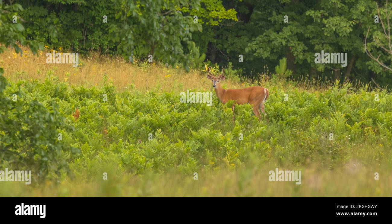 6 point buck hi-res stock photography and images - Alamy