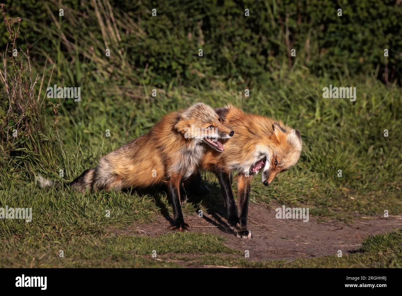 Red Fox Joke Time Stock Photo