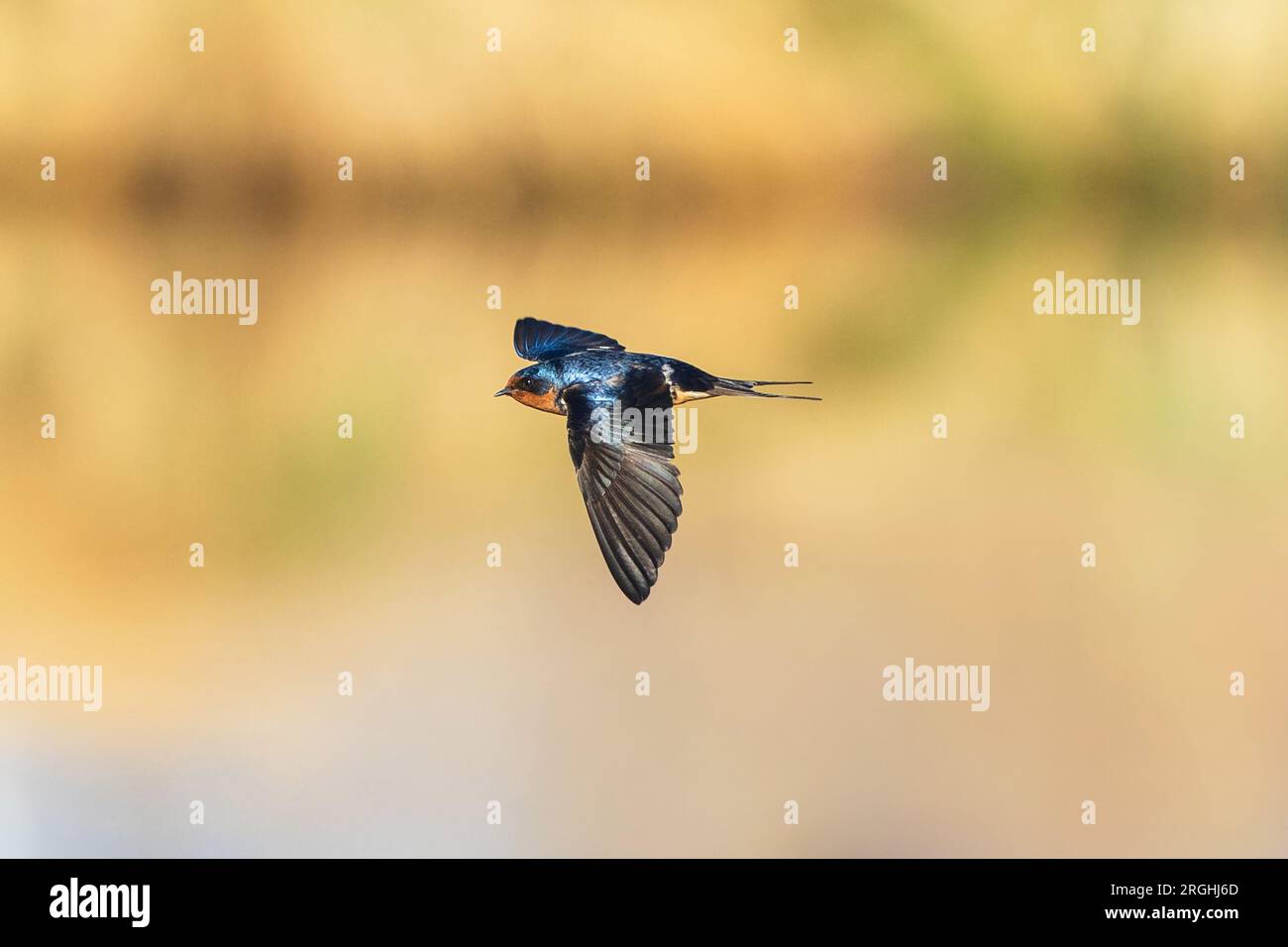 A Barn Swallow flying across a golden reflecting lake. Stock Photo