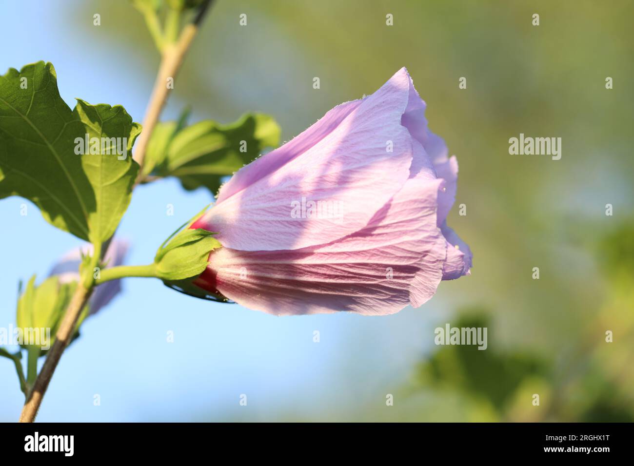 Pink hibiscus bud hi-res stock photography and images - Alamy