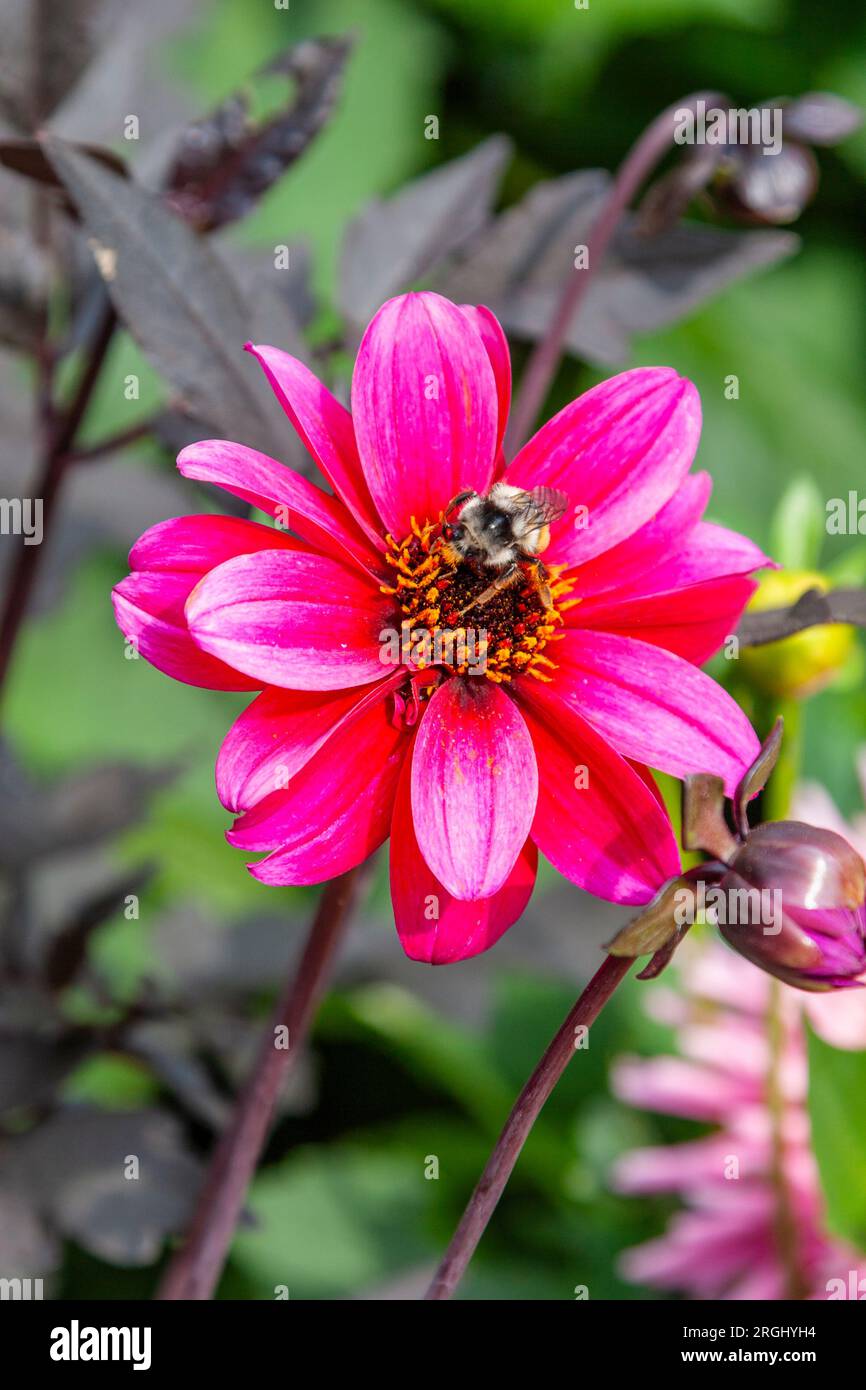 Bee on Dahlia flower in Butchart Gardens Stock Photo