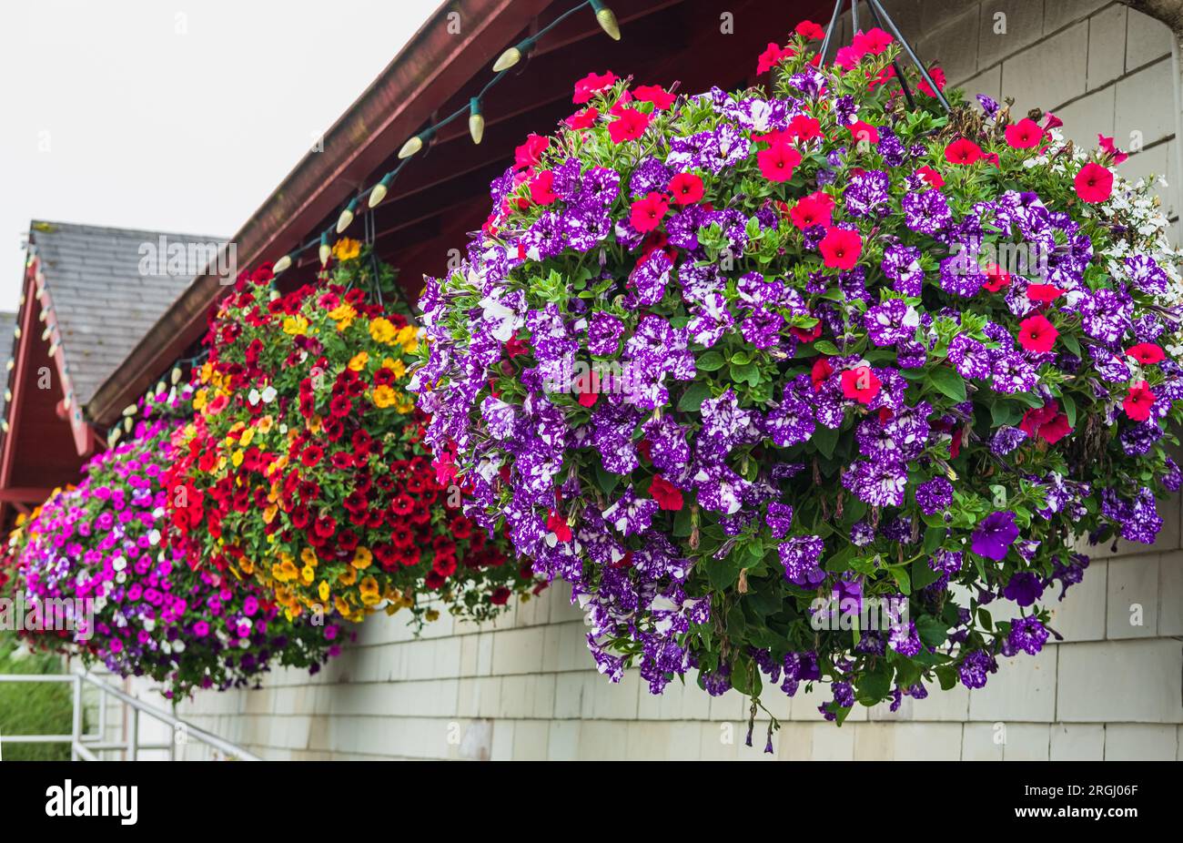 Flowers in hanging basket around the house. Hanging Flower Pots hanging on a wooden wall. Purple and pink petunias in a hanging basket. Pots of bright Stock Photo