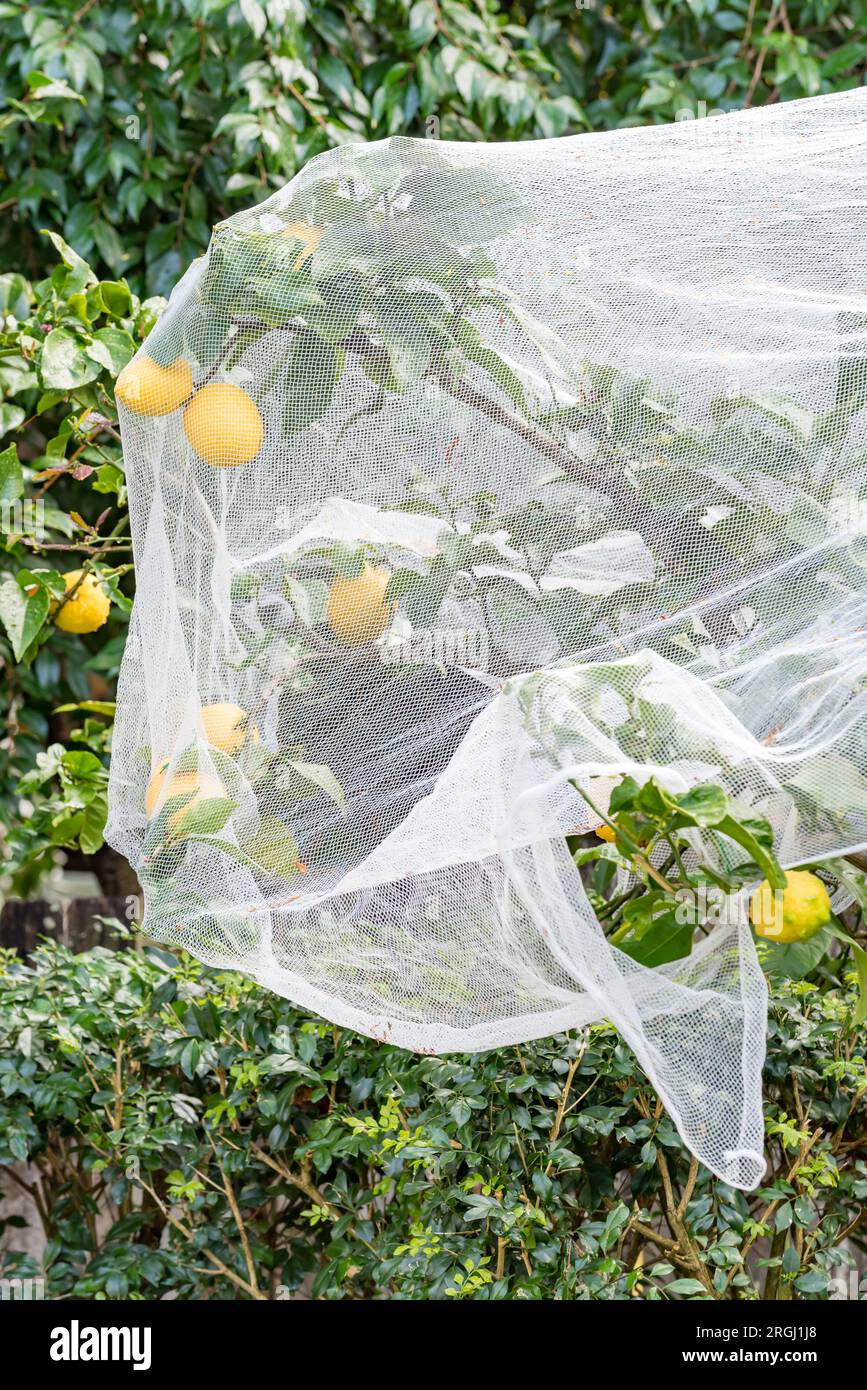 Ripe Eureka (Citris limon) lemons under a bird net, hanging from a backyard lemon tree in a Sydney, Australia garden Stock Photo