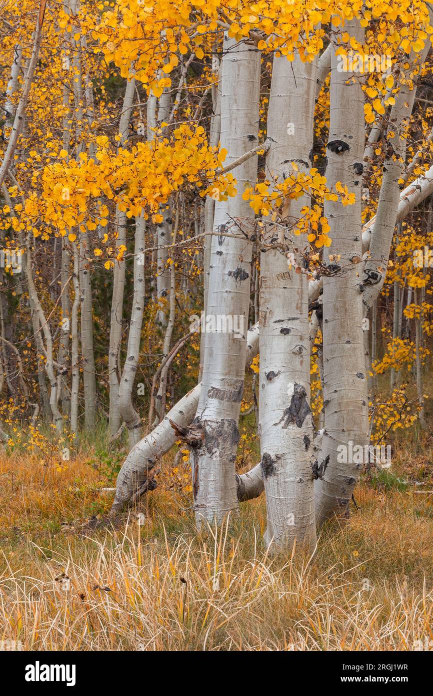 Aspen trees in autumn, North Lake, Sierra Nevada Mountains, Inyo County, California Stock Photo