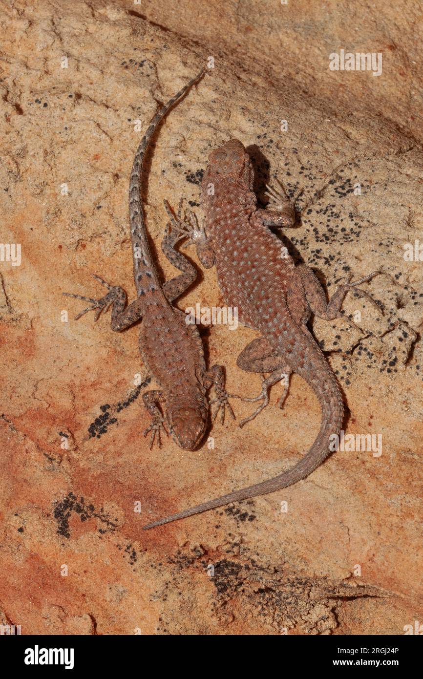 Pair of side-blotched lizards (Uta stansburiana) on rock, Vermilion Cliffs National Monument, Arizona Stock Photo