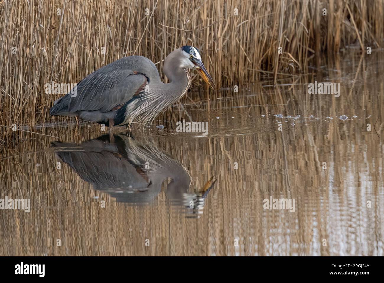 Breeding adult great blue heron with fish in its bill, Prime Hook National Wildlife Refuge, Delaware Stock Photo