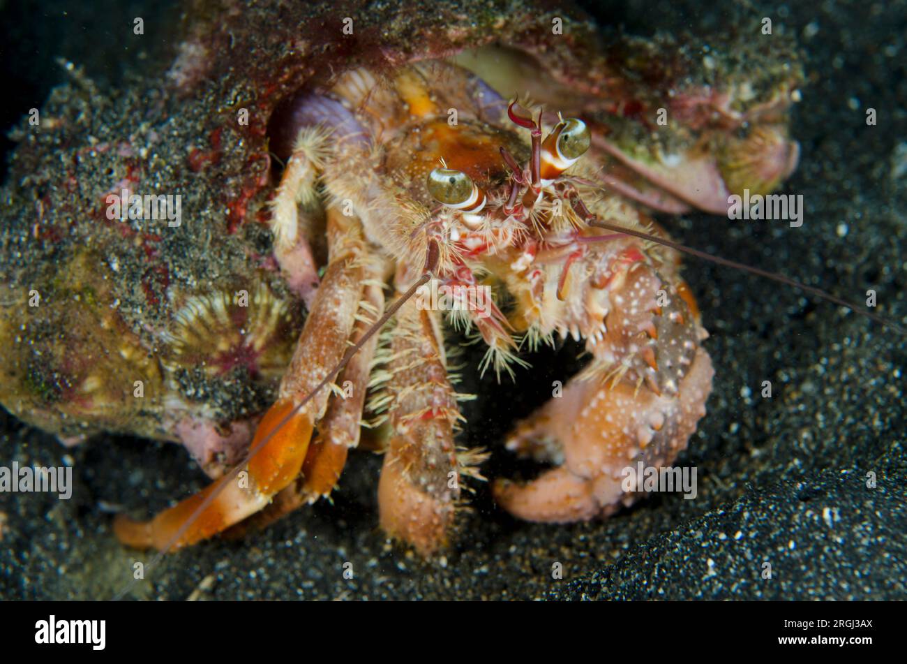 Anemone Hermit Crab, Dardanus pedunculatus, with Sea Anemones, Calliactis polypus, on shell for camouflage and protection, Aer Perang dive site, Lembe Stock Photo