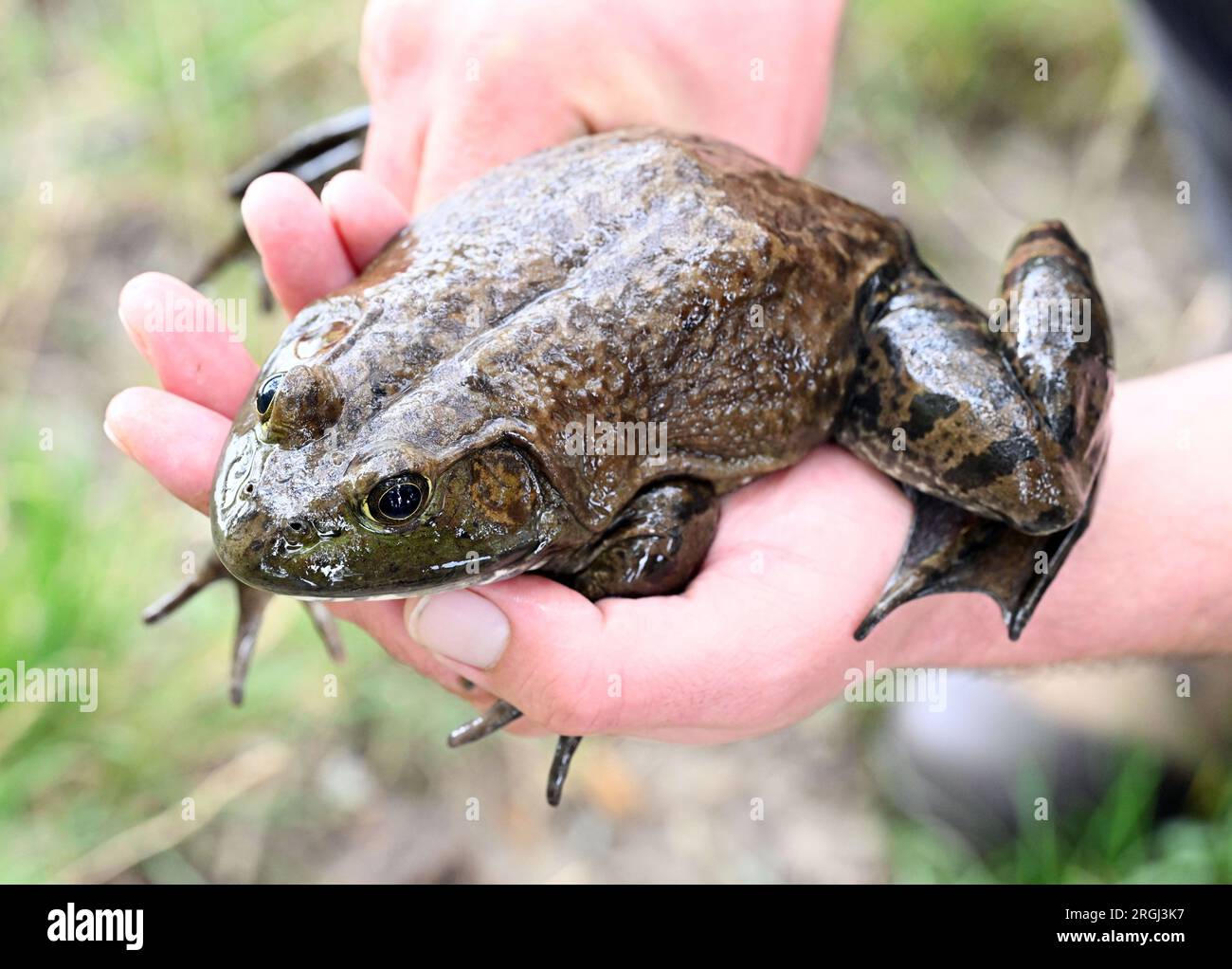 09 August 2023, Rhineland-Palatinate, Hördt: At an information meeting of the Struktur- und Genehmigungsdirektion Süd (SGD Süd) on the bullfrog, a live captured North American bullfrog is shown, it is a female about four years old. (to dpa: 'Authorities want to further combat North American bullfrog') Photo: Uli Deck/dpa Stock Photo