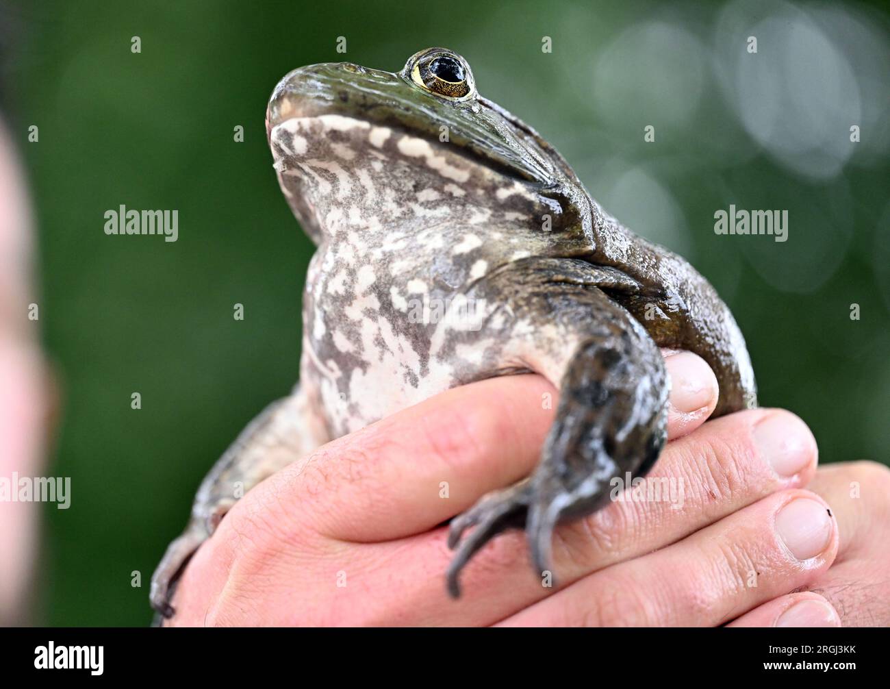 09 August 2023, Rhineland-Palatinate, Hördt: At an informational meeting of the Struktur- und Genehmigungsdirektion Süd (SGD Süd) on the bullfrog, a live captive North American bullfrog is shown, it is a female that is about four years old. Photo: Uli Deck/dpa Stock Photo